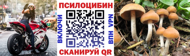 закладка  Медынь  hydra онион  Псилоцибиновые грибы Magic Shrooms 